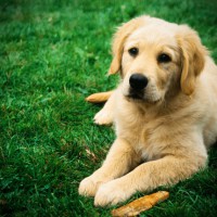 Top tips to protect your pet from worms