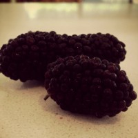 Mulberries bring back memories