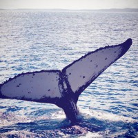 Whale watching on Fraser Island