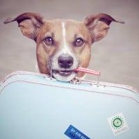 Pets on holiday...cheaper to fly than say goodbye?
