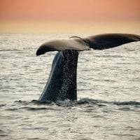 5 of the best whale watching spots in Australia