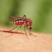 How to protect babies and children from mosquitoes this summer