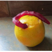 Theres a worm in my orange