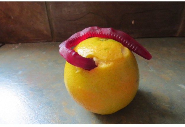 Theres a worm in my orange