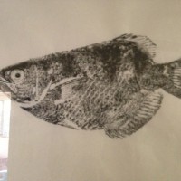Fish rolling Gyotaku