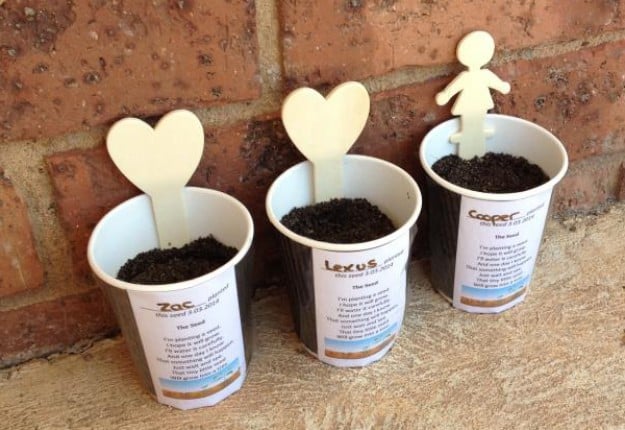 Seedlings in a coffee cup