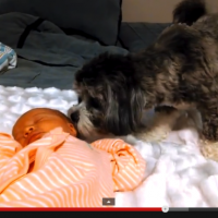 This puppy meeting a newborn for the first time is precious!