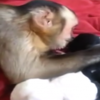 This adorable monkey meets some puppies for the first time, so cute!