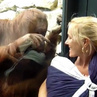 Orangutan interested in newborn baby!
