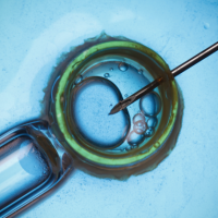 Authorities have banned a Melbourne couple from IVF treatment
