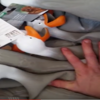 Duck army, hilarious video!