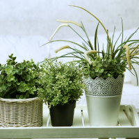 6 Houseplants you (or the kids!) can’t kill