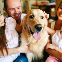 How to find a dog that will get along with your family