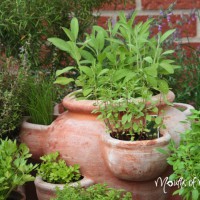 How to start a herb garden