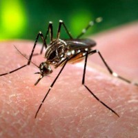 QLD Confirmed Case Of Zika Virus