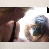 Breastfeeding With The Orangutans In Audience