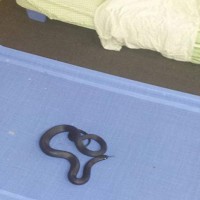 Snake found in childcare centre cot