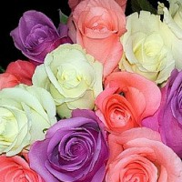 Coloured Roses A Trend For Valentine's Day