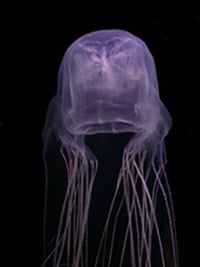 140410-jellyfish