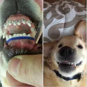 braces on dog