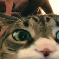 FUNNY VIDEO: Cat Interrupts Yoga Session