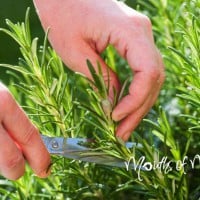 How to grow rosemary from a cutting