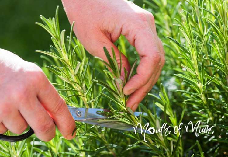 How To Grow Rosemary From A Cutting Mouths Of Mums