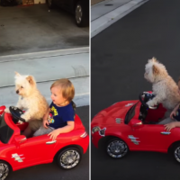CUTE VIDEO: Puppy dog driving a toy car