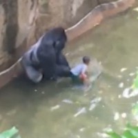 Anger at shooting. Was the gorilla trying to protect the child?