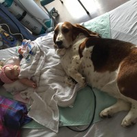 Family hounds stay by their baby girl til the end