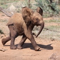 Video: Baby elephant who loves to cuddle