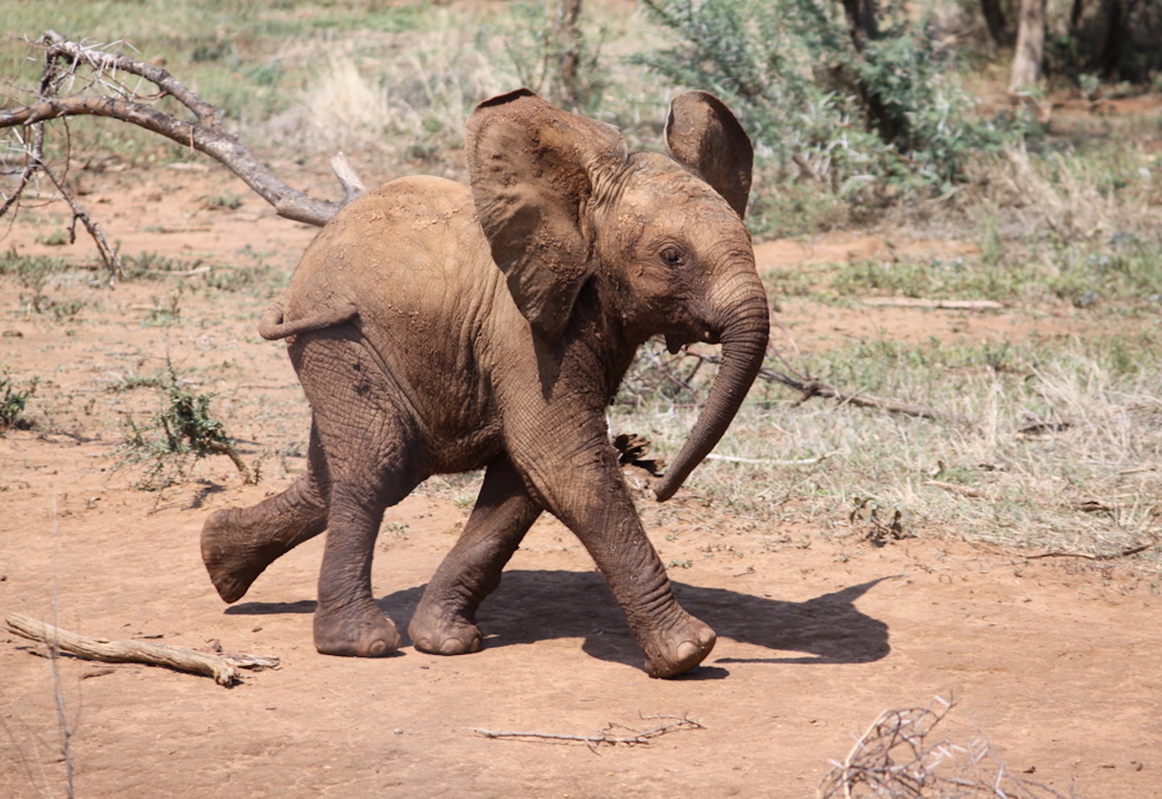 Video: Baby elephant who loves to cuddle - Mouths of Mums