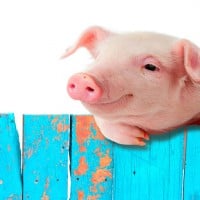 Primary School Sparks Outrage After Revealing Plans to Slaughter Pet Pig