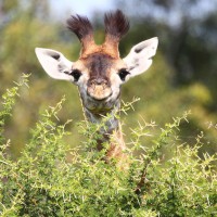 Video: Baby giraffe takes first steps