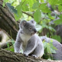 Video: Adorable koala twins not giving Mum any peace