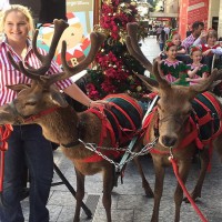 Calls to ban reindeers at Christmas festivities