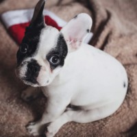 What kind of pet is right for your family this Christmas