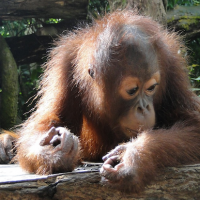Video: Baby orangutan makes zoo debut