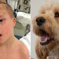 Family dog saves boy trapped in tumble dryer