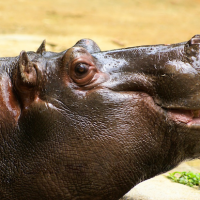 Video: Baby hippo's first steps