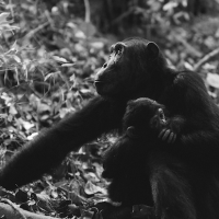 Video: Adorable ticklish baby chimpanzee