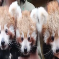 Video: Adorable red panda triplets make zoo debut