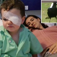 Fears toddler could go blind in one eye after magpie attack