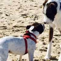 Man fined after his puppy approached a baby at dog beach