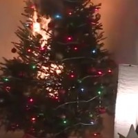 The Christmas Tree Danger You Urgently Need to Know About