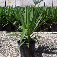 The dangers of this common plant