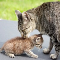 Why We Should No Longer Say "Bring Home the Bacon" or "More Than One Way to Skin a Cat"