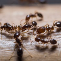 5 Ways to Protect Your Home from Pesky Pests