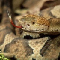 Mum and Toddler Both Die from Single Snake Bite