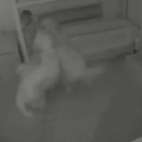 Family Dogs Wake Toddler for Midnight Mischief